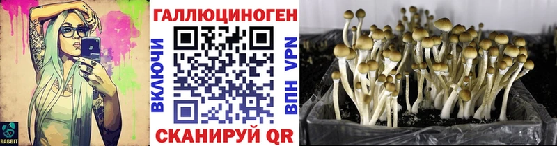 магазин продажи наркотиков  hydra сайт  Псилоцибиновые грибы Psilocybe  Бирюч 
